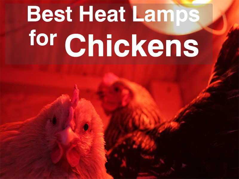 best heat lamps for chickens