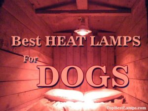 best heat lamps for dogs