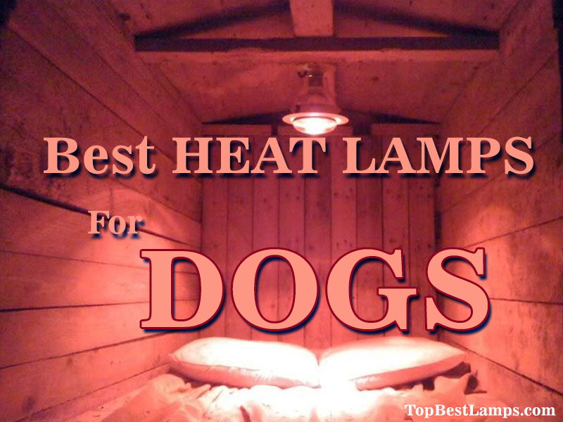 best heat lamps for dogs