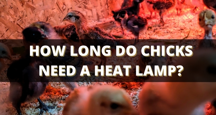 How Long Do Chicks Need a Heat Lamp?